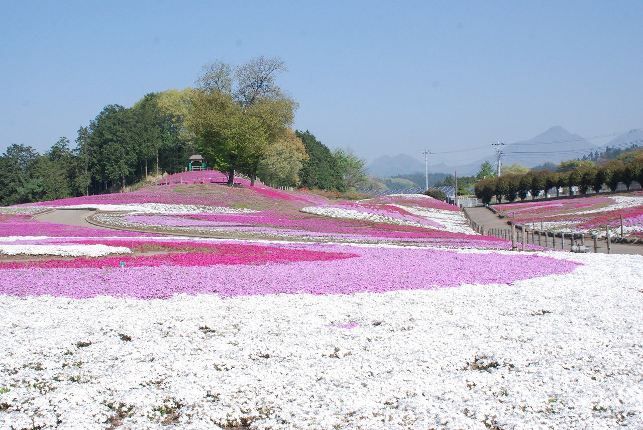 おすすめ 春のお花巡り みさとの芝桜 織姫の桃色はごろも とあしかがフラワーパーク ふじのはな物語 No 21 1066 京成トラベルサービス